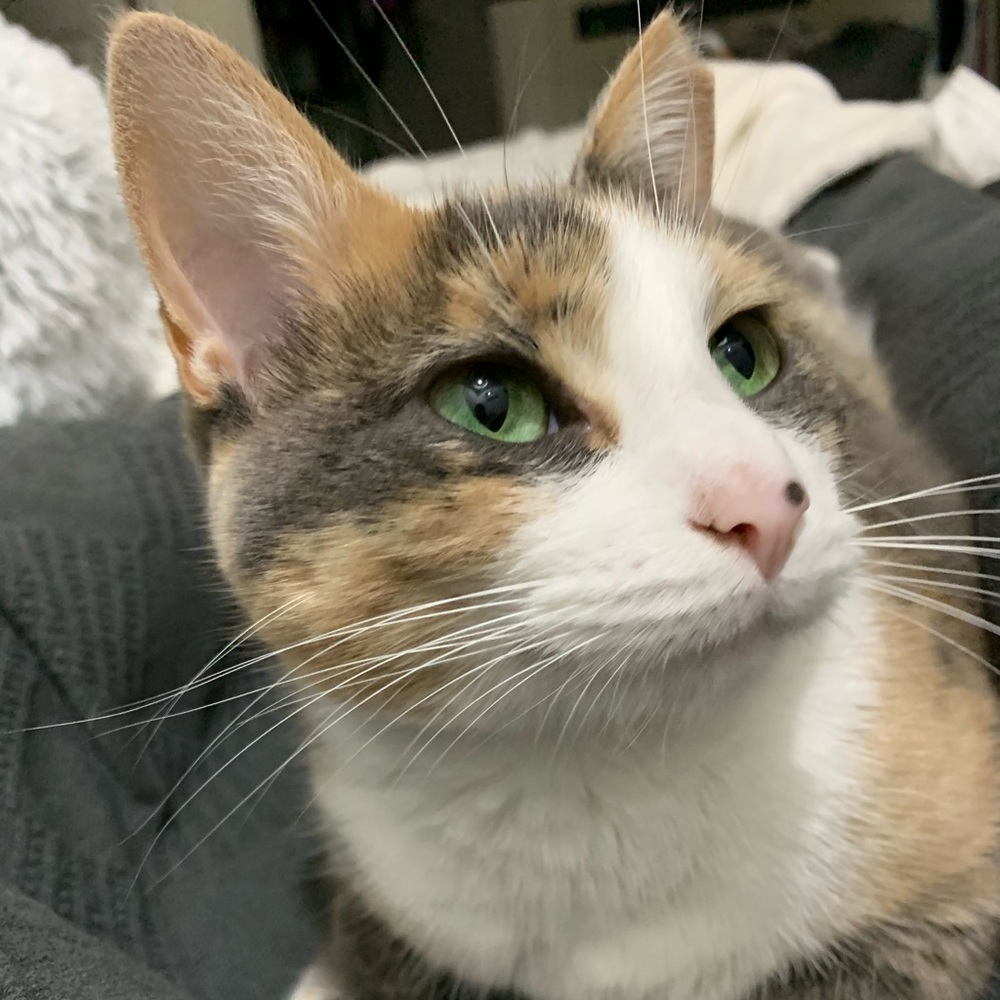 Lilly - Picture 7 of 10